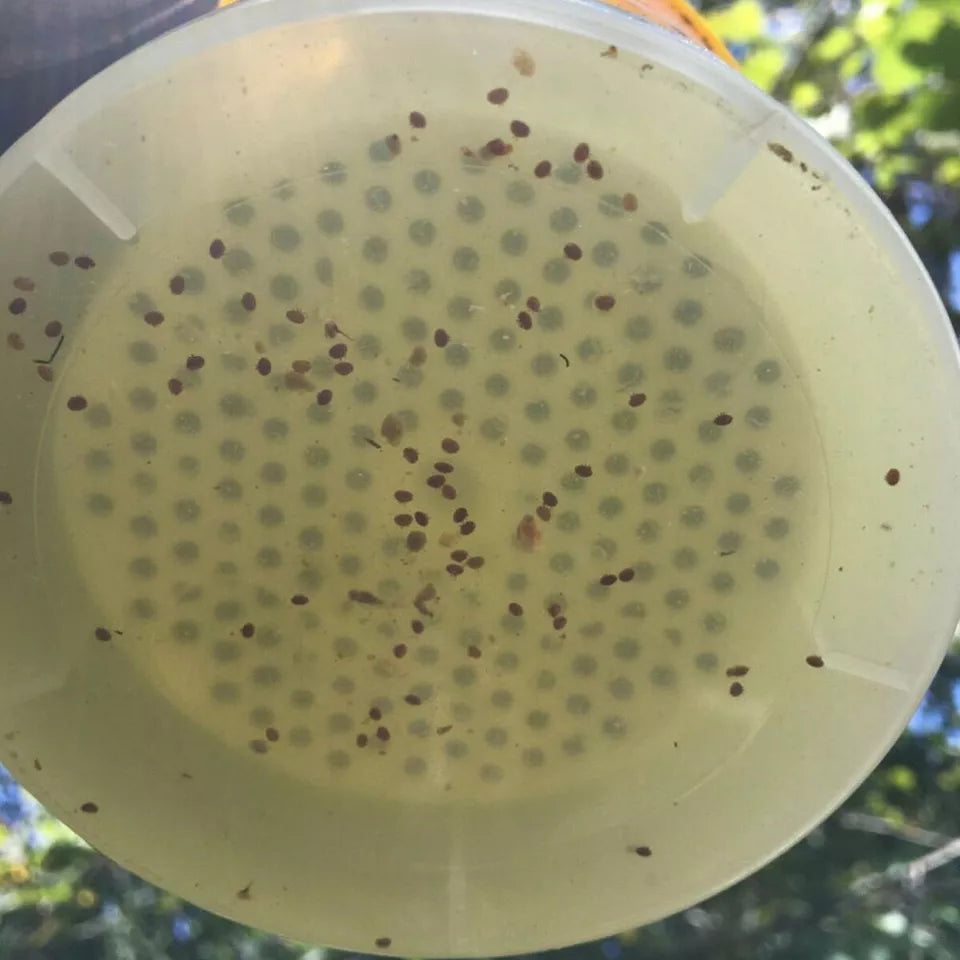 Varroa Check